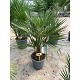 Viveros 4 : H30 CHAMAEROPS HUMILIS HAUTEUR 100/120