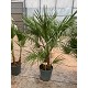 Viveros 4 : H33 CHAMAEROPS HUMILIS HAUTEUR 100/120