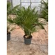 Viveros 4 : H35 CHAMAEROPS HUMILIS HAUTEUR 120/130