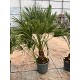 Viveros 4 : H40 CHAMAEROPS HUMILIS HAUTEUR 130/150