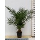Viveros 4 : PC25 PHOENIX CANARIENSIS HAUTEUR 120/160