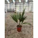 Viveros 4 : W14 WASHINGTONIA ROBUSTA HAUTEUR 40/60
