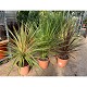 Viveros 4 : CA25 CORDYLINE AUSTRALIS MIX HAUTEUR 80/110