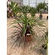 Viveros 4 : CT60MIX CORDYLINE AUSTRALIS MIX COUPE DE 60CM