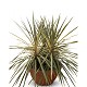 Viveros 4 : CT60TD CORDYLINE AUSTR. TORBAY DAZZLER COUPE 60CM 