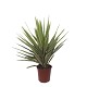 Viveros 4 : YJ20 YUCCA JEWEL HAUTEUR 60/80