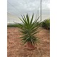 Viveros 4 : YE30 YUCCA EMILIA HAUTEUR 100/120