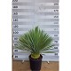 Viveros 4 : YR35 YUCCA ROSTRATA HAUTEUR 90/110