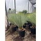 Viveros 4 : YR50 YUCCA ROSTRATA HAUTEUR 120/140