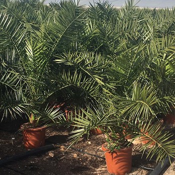 PC30 PHOENIX CANARIENSIS HAUTEUR 140/160