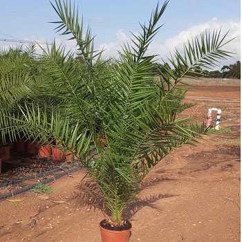 PC30 PHOENIX CANARIENSIS EXTRA 180/200