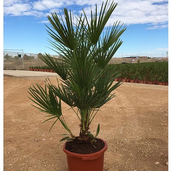 CH30 CHAMAEROPS HUMILIS HAUTEUR 100/120