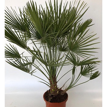 CH30 CHAMAEROPS HUMILIS EXTRA 120/140