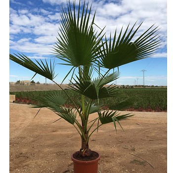 WR30 WASHINGTONIA ROBUSTA HAUTEUR 120/140