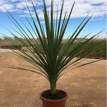 DI30 DRACENA INDIVISA