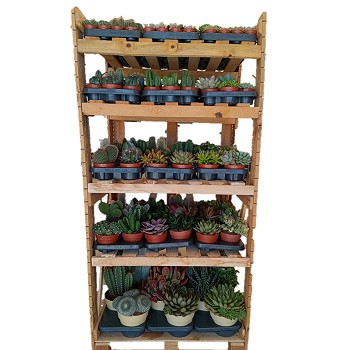 BOX CACTUS ET SUCCULENTES 