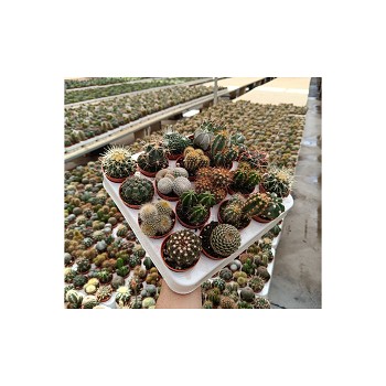 4336 CACTUS OU SUCCULENTES MIX EN POT DE 5,5