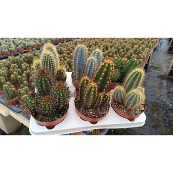 4656 CACTUS OU SUCCULENTES MIX EN POT DE 12