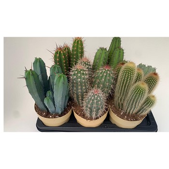 4657 CACTUS MIX EN POT DE 17