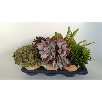 4660 SUCCULENTES MIX EN POT DE 17