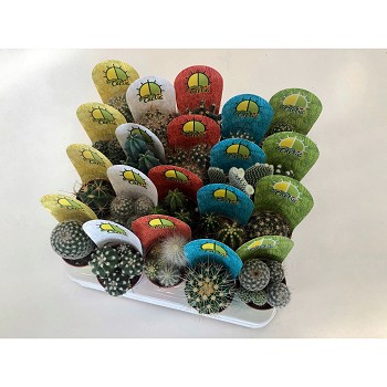 5890 CACTUS OU SUCCULENTES MIX POT COUVERT DE 5,5