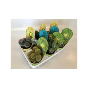 5892 CACTUS OU SUCCULENTES MIX POT COUVERT DE 10,5