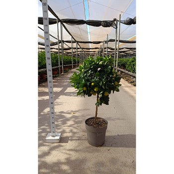 3375 CALAMONDIN POT DE 23