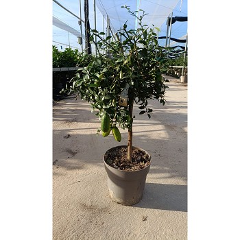 5002 CITRON CAVIAR POT DE 23