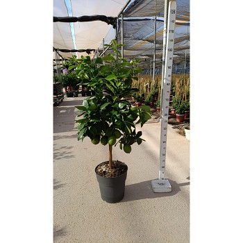 3372 CITRONNIER POT DE 23