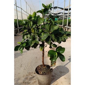 3373 CITRON VERT POT DE 23