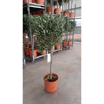 4273 OLIVIER TIGE POT DE 22