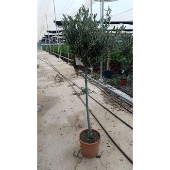 4271 OLIVIER TIGE POT DE 25