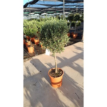 6398 OLIVIER TIGE POT DE 33