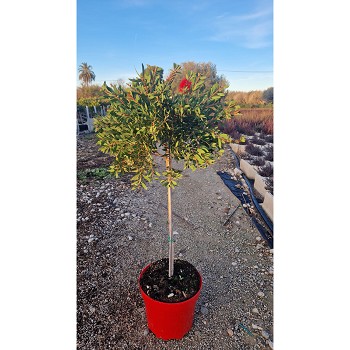 0325 CALLISTEMON TIGE POT DE 10 LITRES