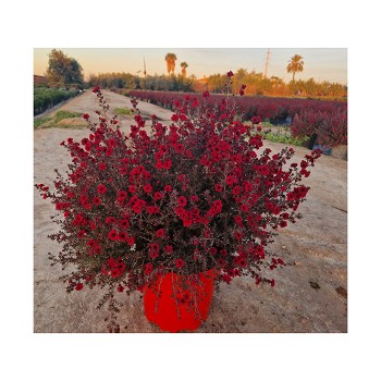 6653 LEPTOSPERMUM POT DE 10 LITRES 