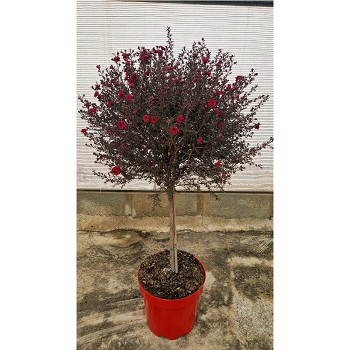 6665 LEPTOSPERMUM TIGE POT DE 10 LITRES