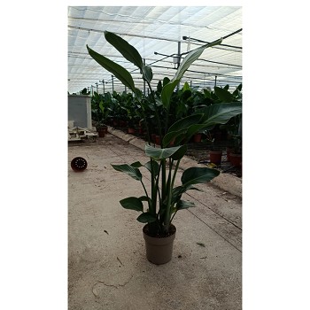 1751 STRELITZIA NICOLAY 3 PLANTES POT DE 23