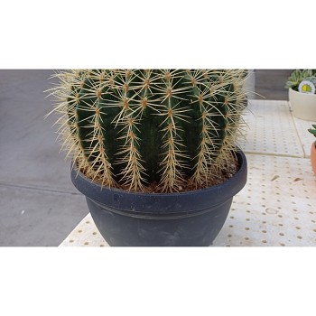 5702 CACTUS GRUSONII POT DE 31
