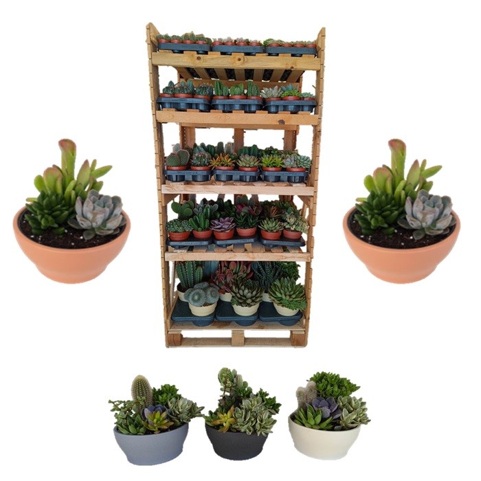 Box prêt a vendre de cactus et succulentes, de Superbes Compositions et Palmiers