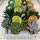 Viveros 7 : BOX CACTUS ET SUCCULENTES 