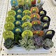 Viveros 7 : BOX CACTUS ET SUCCULENTES 