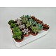 Viveros 6 : 4336 CACTUS OU SUCCULENTES MIX EN POT DE 5,5