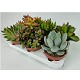 Viveros 6 : 4656 CACTUS OU SUCCULENTES MIX EN POT DE 12