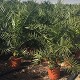 Viveros 7 : PC30 PHOENIX CANARIENSIS HAUTEUR 140/160