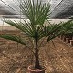 Viveros 7 : TF30 TRACHYCARPUS FORTUNEI HAUTEUR 130/140