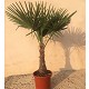 Viveros 7 : TF30  TRACHYCARPUS FORTUNEI HAUTEUR 160/170
