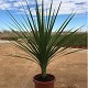 Viveros 7 : DI30 DRACENA INDIVISA