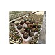 Viveros 6 : 4336 CACTUS OU SUCCULENTES MIX EN POT DE 5,5