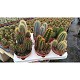 Viveros 6 : 4656 CACTUS OU SUCCULENTES MIX EN POT DE 12