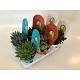 Viveros 6 : 5893 CACTUS OU SUCCULENTES MIX POT COUVERT DE 12